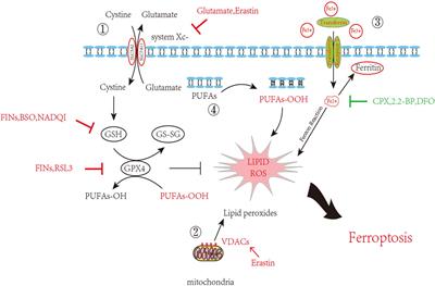 The Role of Iron, Its Metabolism and Ferroptosis in Traumatic Brain Injury